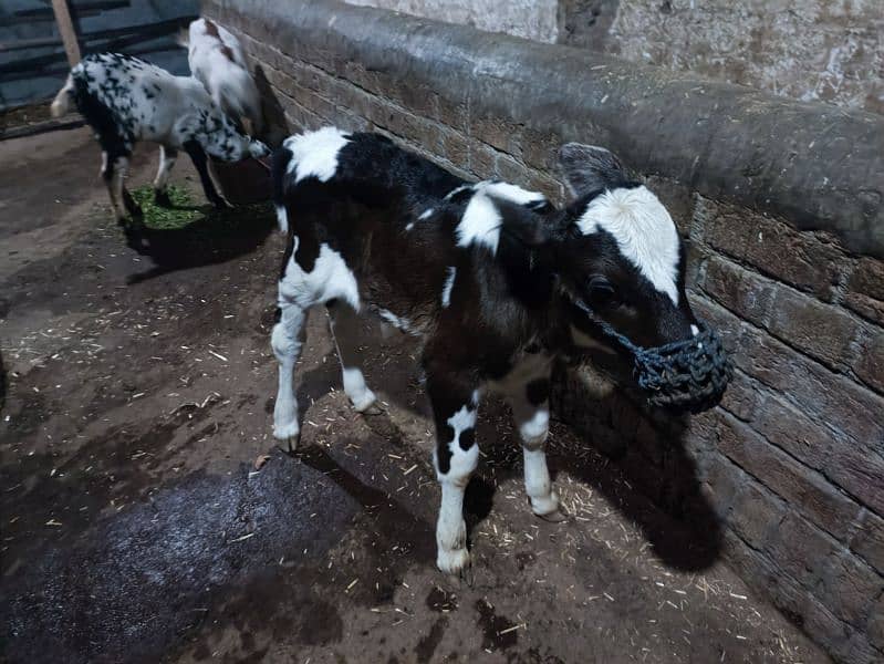 Friesian cow with male baby calf 4