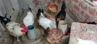 Desi Hens For Sale,