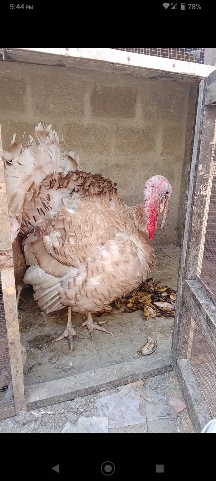 Turkey Male 0