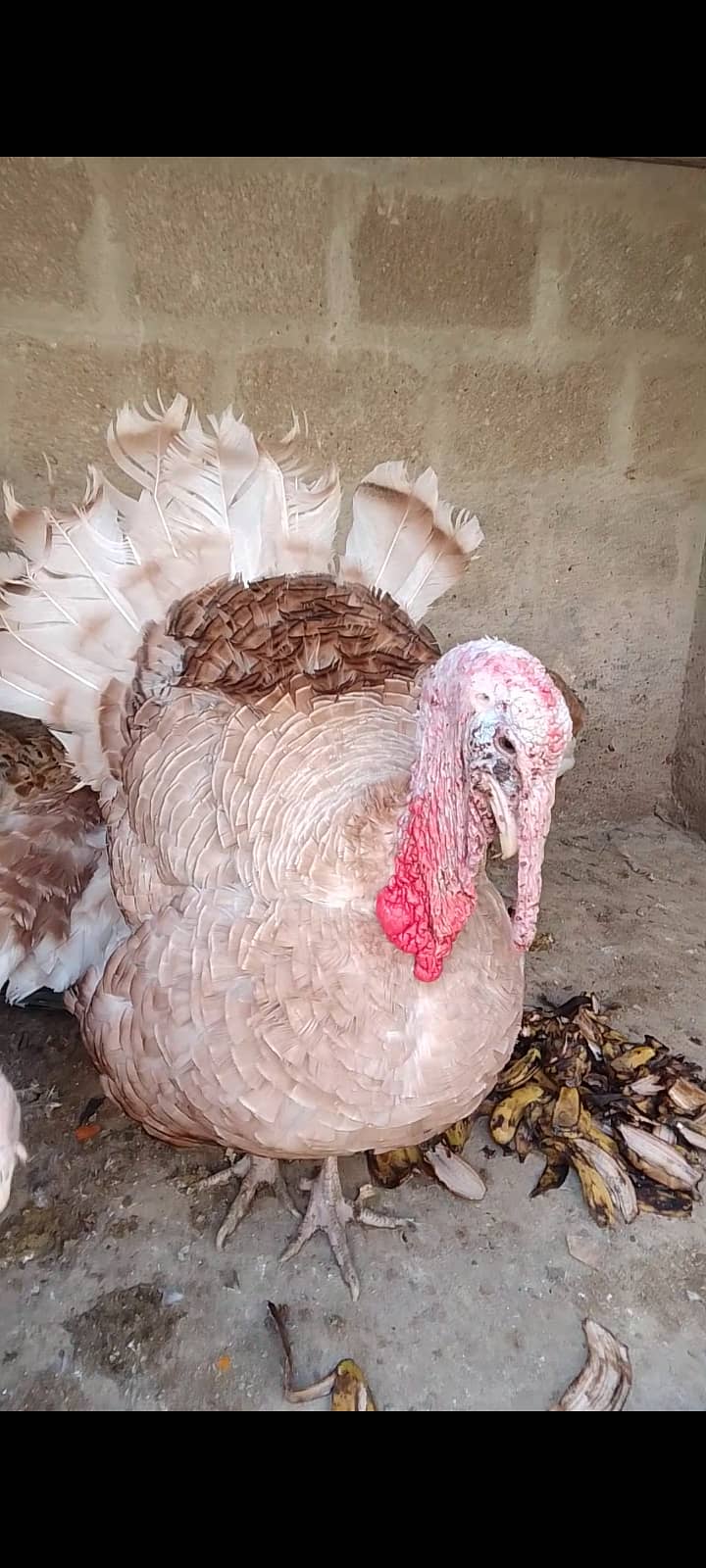 Turkey Male 3