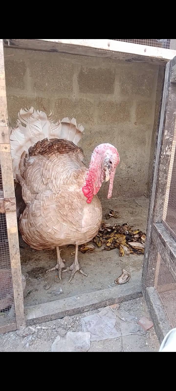 Turkey Male 4