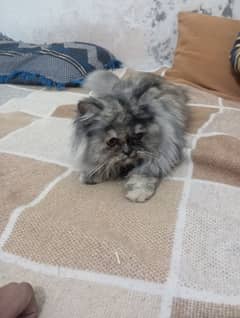 Persian cat female version