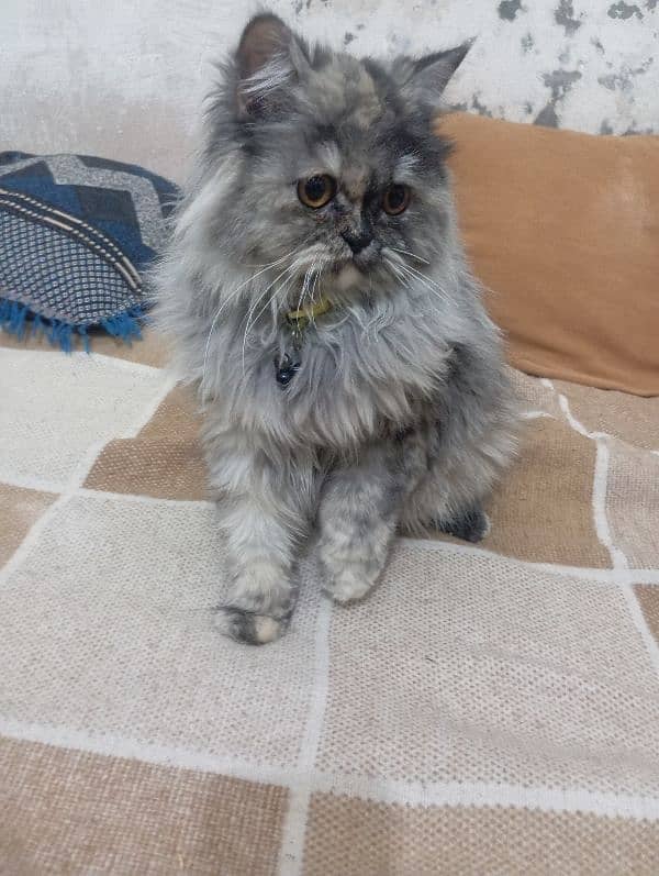 Persian cat female version 3