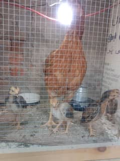 Pur aseel hens