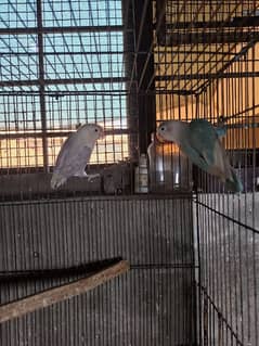 Mix love birds for sale