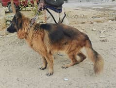 German shepherd Female | German shepherd