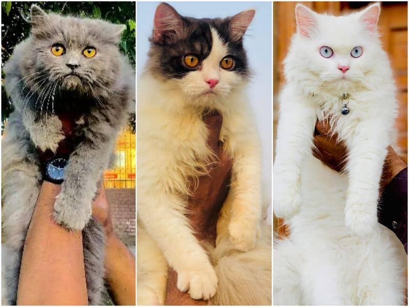 Persian Punch face triple coat cat Kitten 0