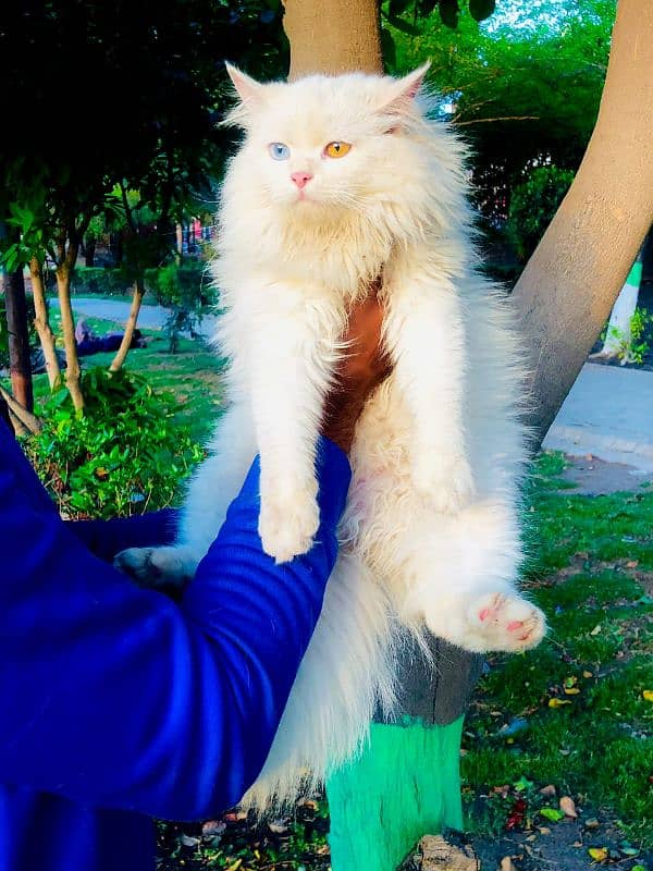 Persian Punch face triple coat cat Kitten 11