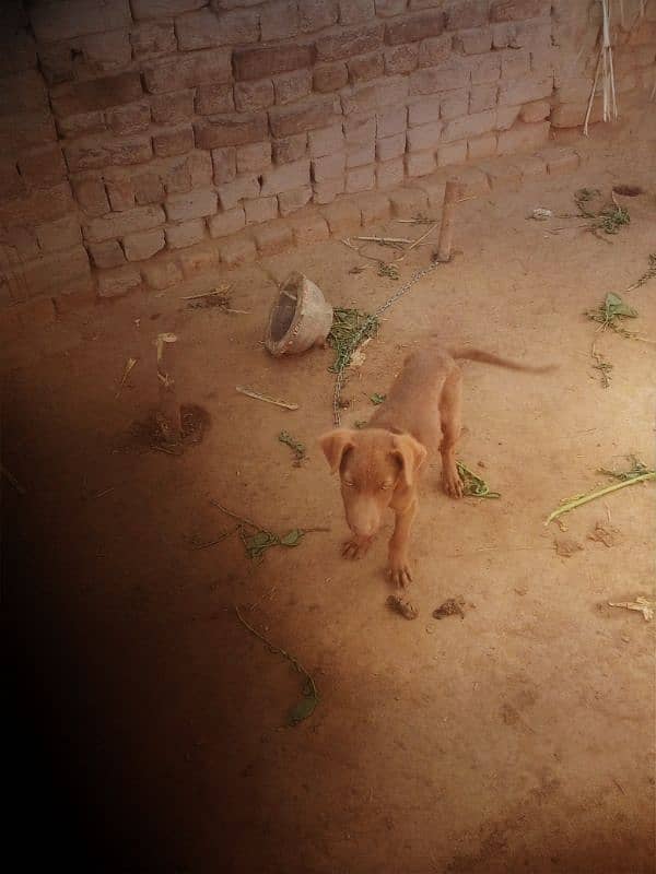 2month dog pantal 0