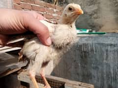 pure mianwali aseel chicks pair hai what (03052170798)