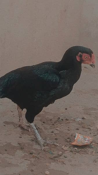 pure Aseel Mianwali female hen 0