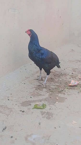 pure Aseel Mianwali female hen 1