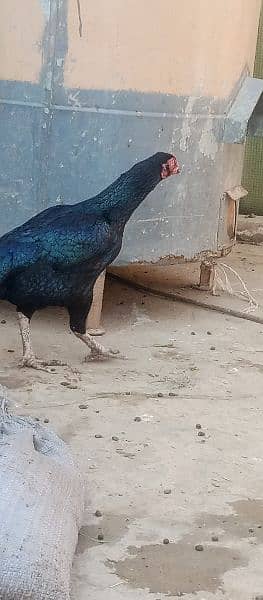 pure Aseel Mianwali female hen 2