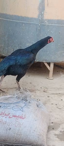 pure Aseel Mianwali female hen 4