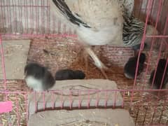 aseel shamo chicks aseel Thai. chicks. mushka aseel shamo rare breed