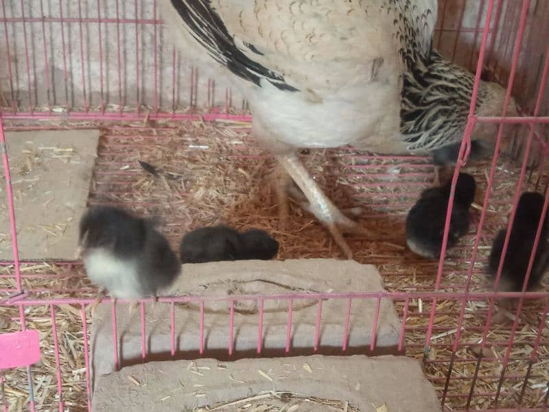 Japanese aseel shamo mushka aseel shamo rare breed chicks 0