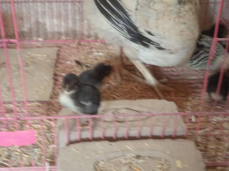 Japanese aseel shamo mushka aseel shamo rare breed chicks 1