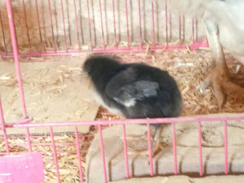 Japanese aseel shamo mushka aseel shamo rare breed chicks 2