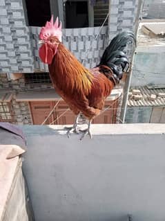 Golden Misri Rooster