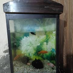 fish aquarium