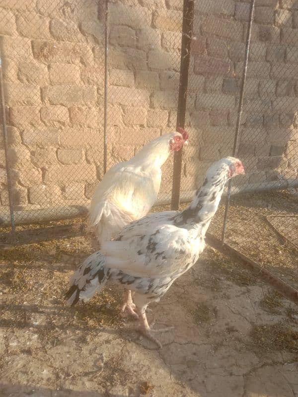 Hera Haseel jhora for sale 6