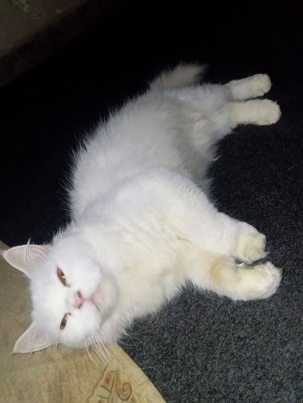 persian breeder cat for sale 1