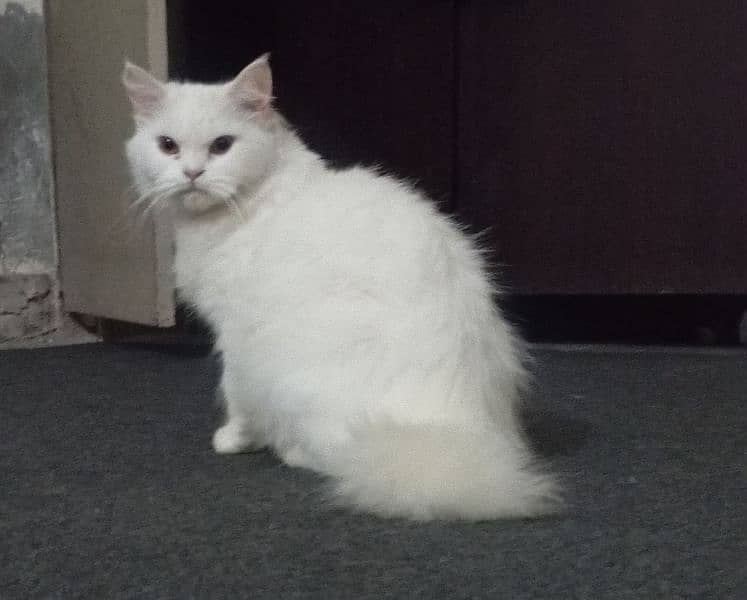 persian breeder cat for sale 2