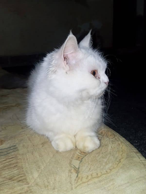 persian breeder cat for sale 3