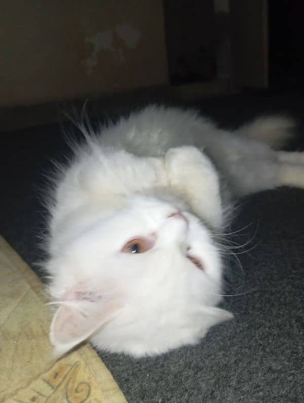 persian breeder cat for sale 4