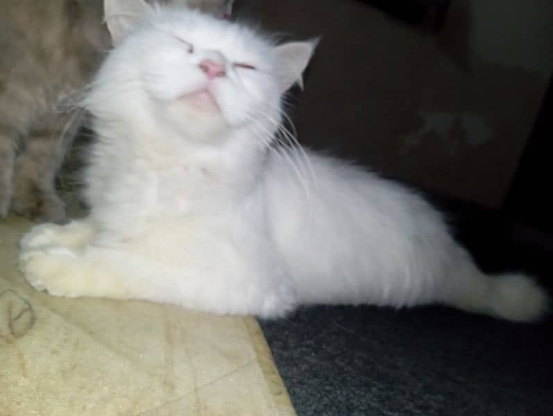 persian breeder cat for sale 5