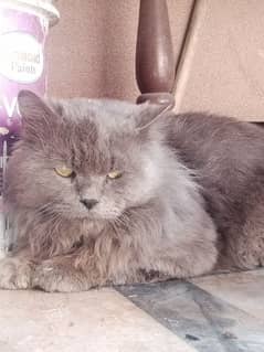 Persian cat in for sale female