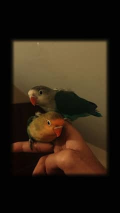 lovebirds chicks