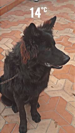 Belgium shepherd dog for sell