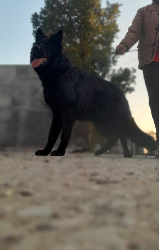 Belgium shepherd dog for sell 1