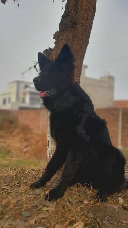 Belgium shepherd dog for sell 2