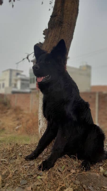 Belgium shepherd dog for sell 3