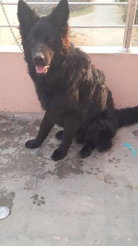 Belgium shepherd dog for sell 4