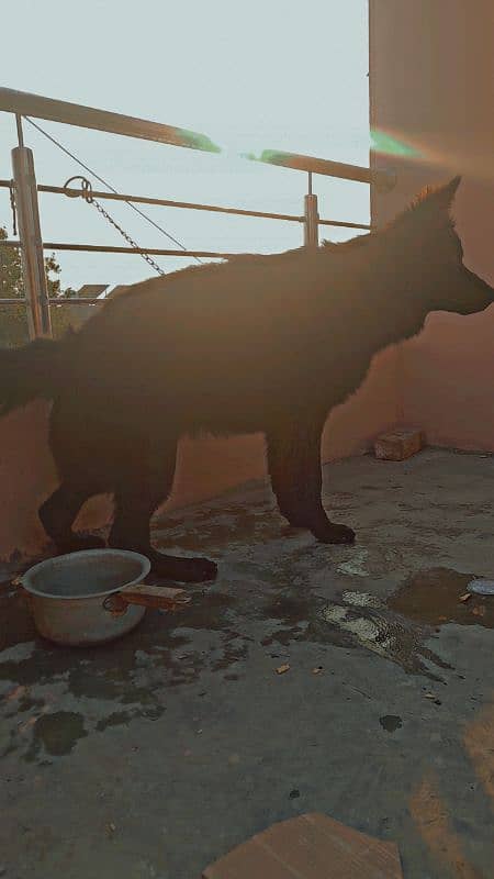 Belgium shepherd dog for sell 5