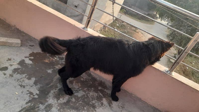 Belgium shepherd dog for sell 6