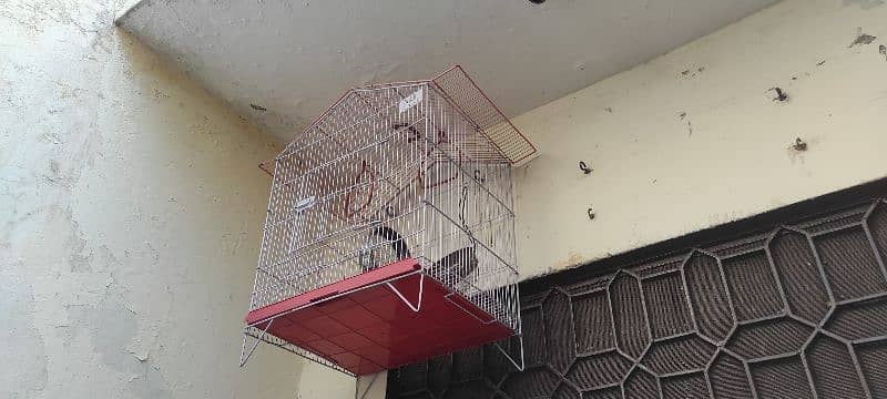 Parrot cage 6