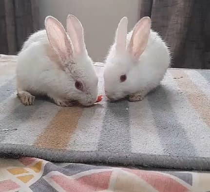 Rabbit Baby Pair 0