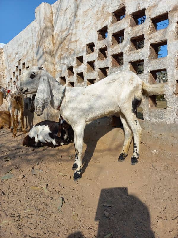 Makhi cheni aur nagra pathen 6