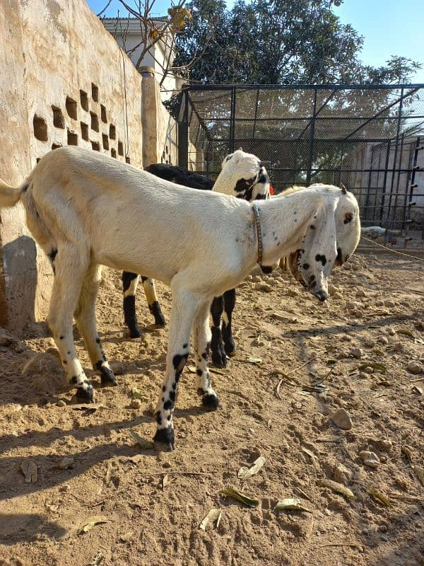 Makhi cheni aur nagra pathen 9