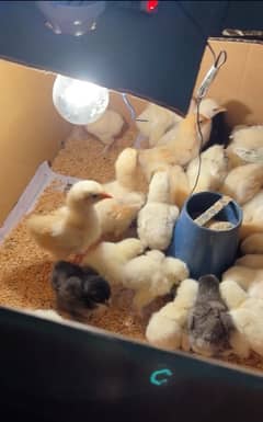 GOLDEN WHITE and BLUE HEAVY BUFF CHICKS / BUFF COCHIN/ COCHIN