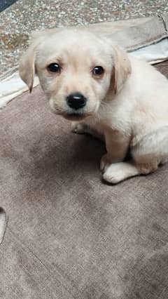 British Labrador pups