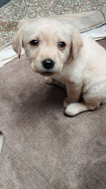 British Labrador pups 0