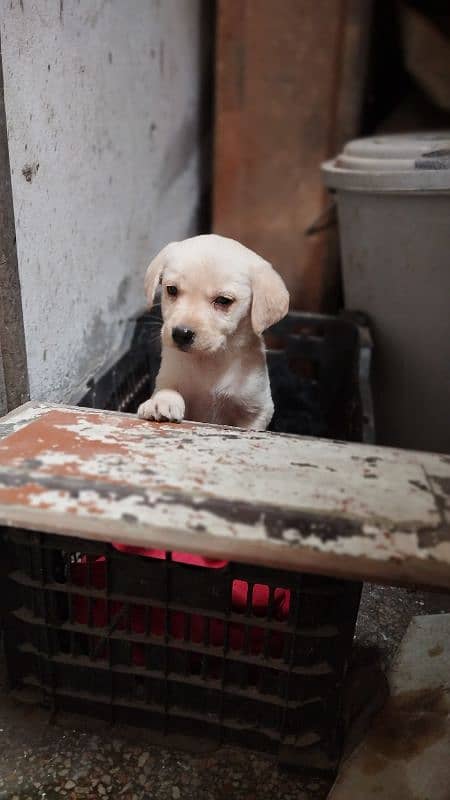 British Labrador pups 1