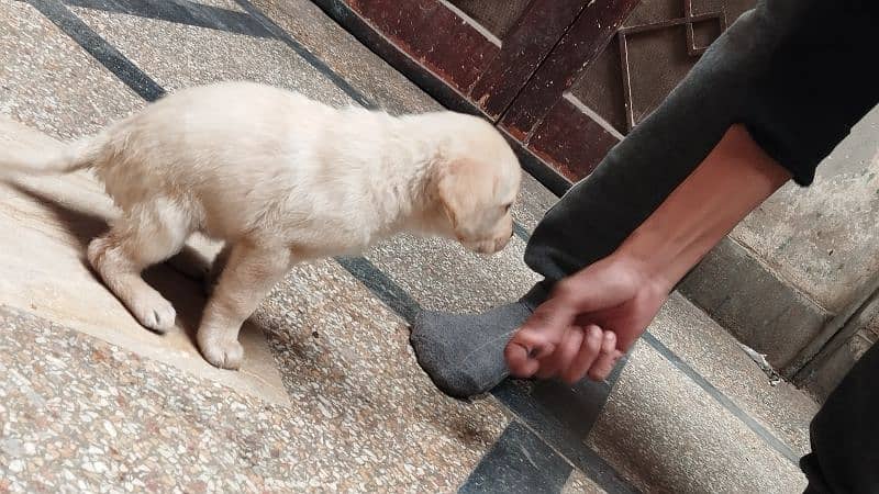 British Labrador pups 2