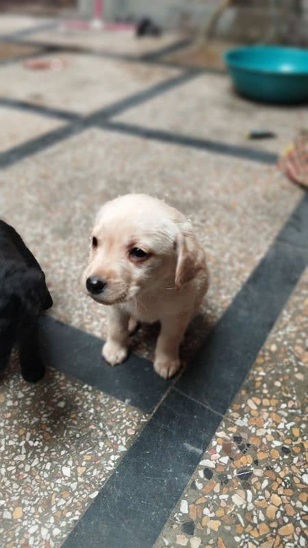 British Labrador pups 3