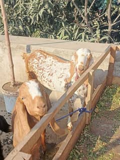 Desi Bakra, Bakri, goat